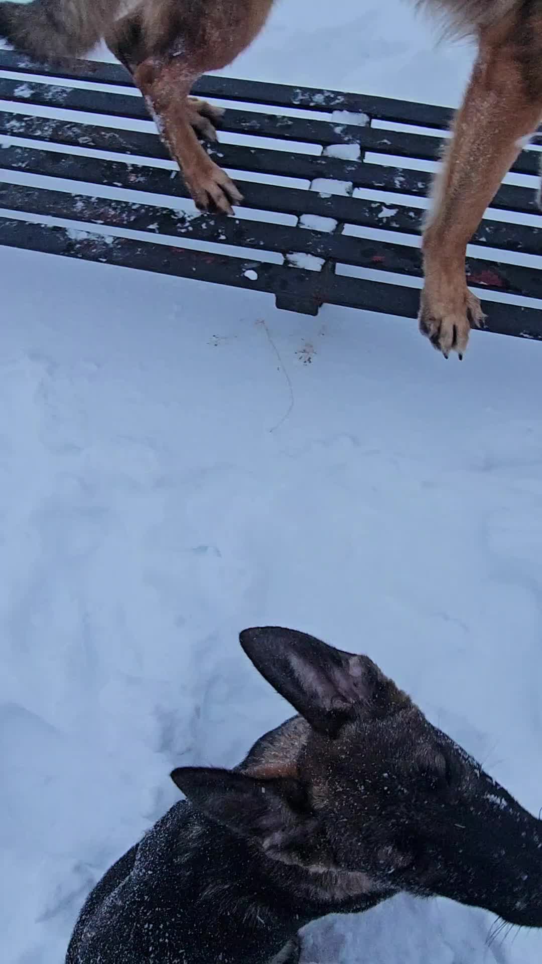 @K9 REECON & K9 GRITT
