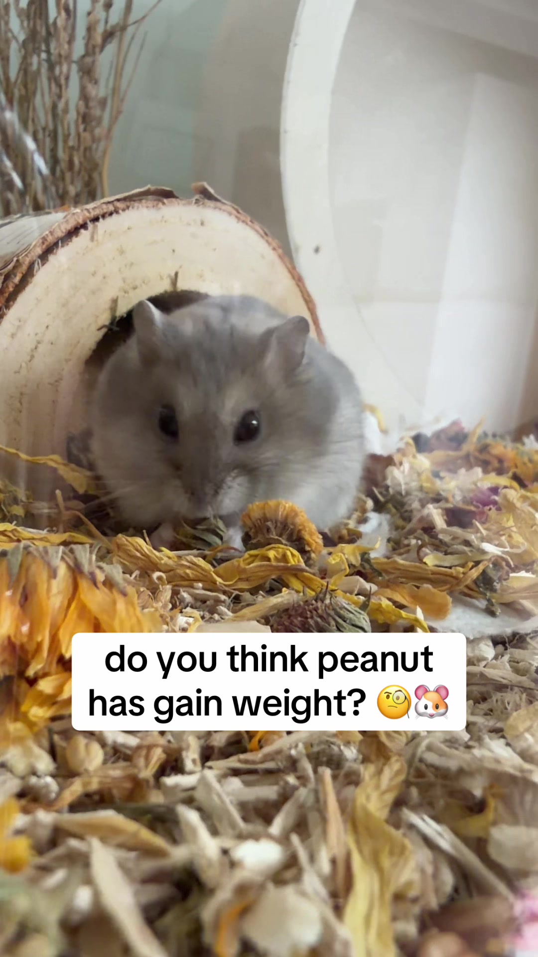 @peanutthehamster1