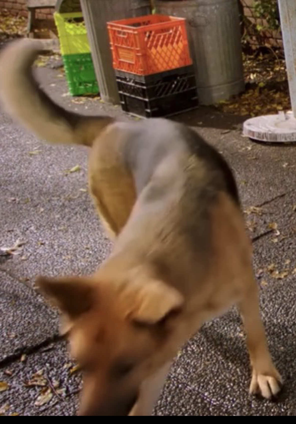 @mᥲrshᥲᥣᥣ ⋆ [kingsleys ⌗1 fan]