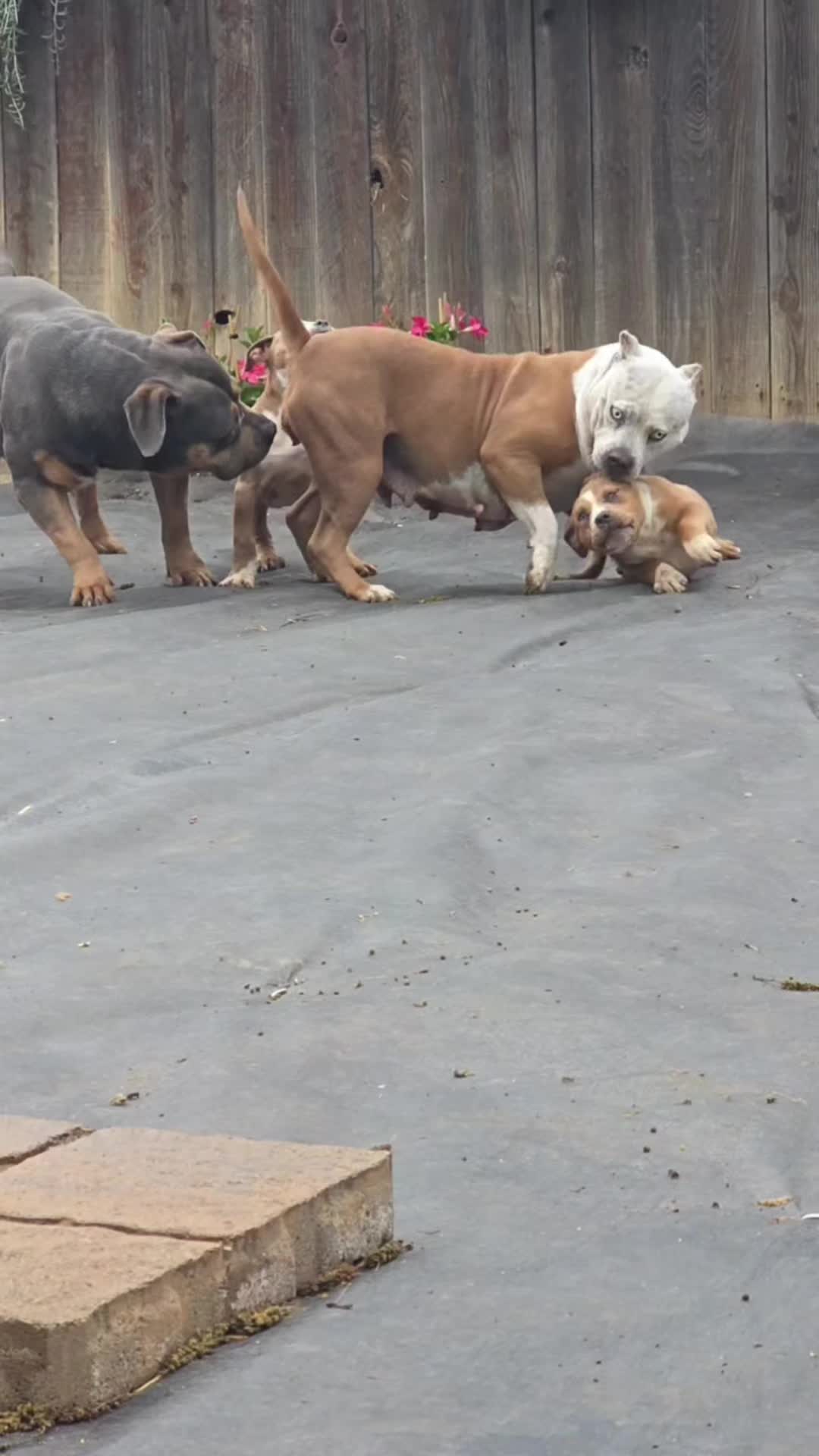 @hwy4bullyz