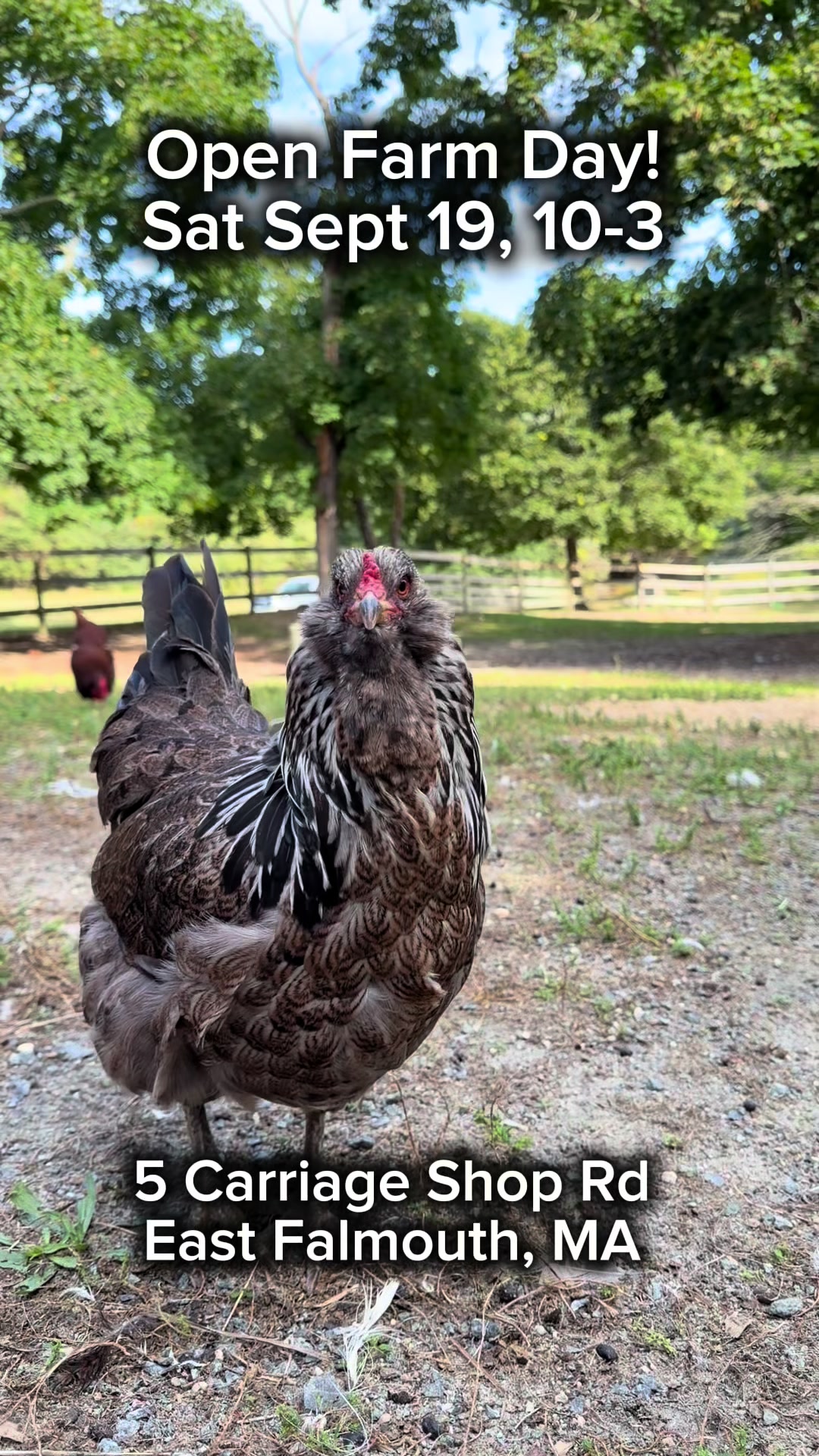 @The Cape Coop Farm