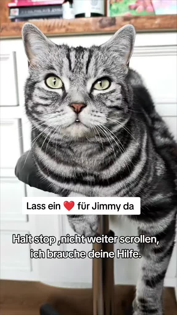 @12Pfoten&die Fellnasenmanager