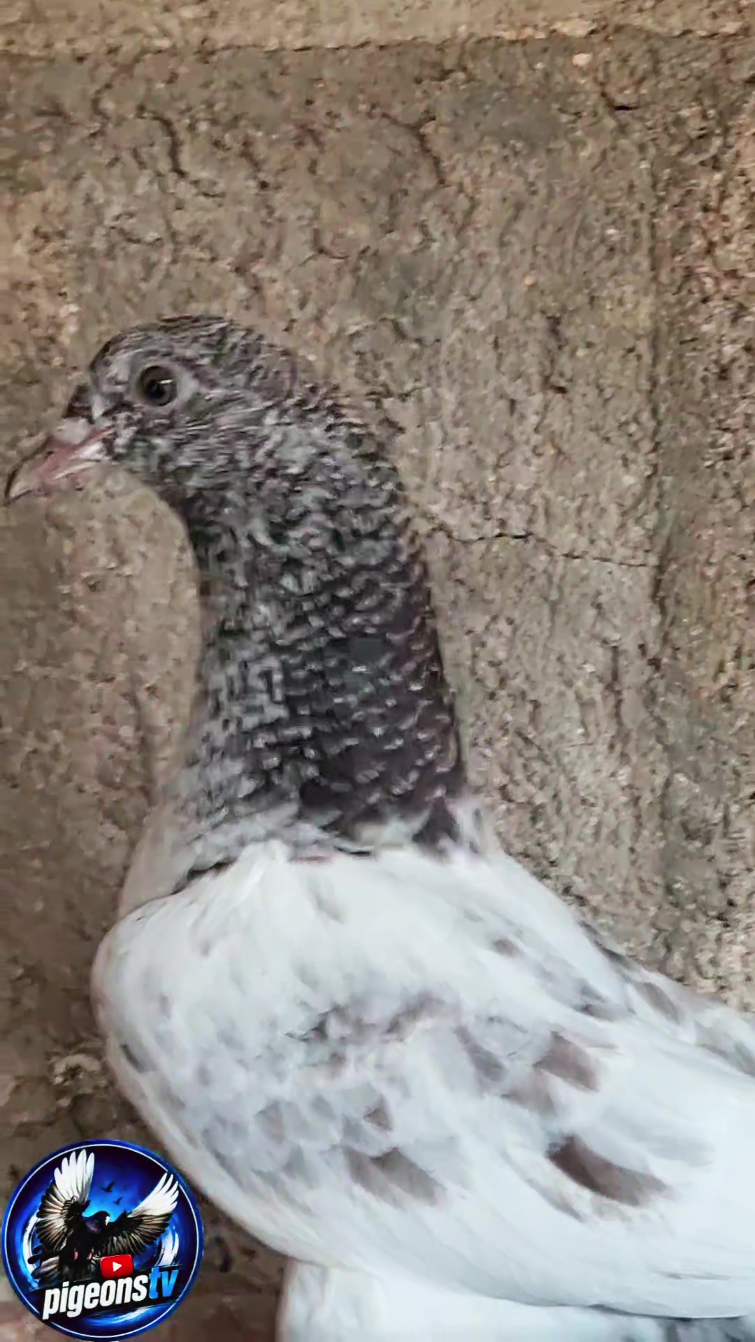 @Pigeons Tv