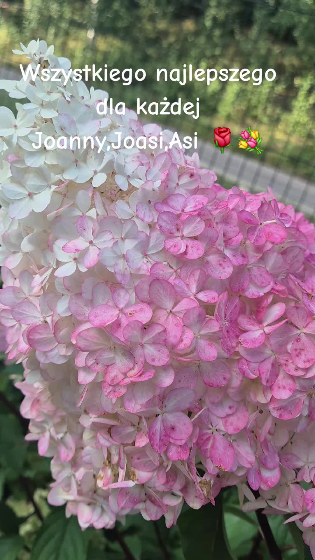 @🦁🌺🪻aasia🌺🪻