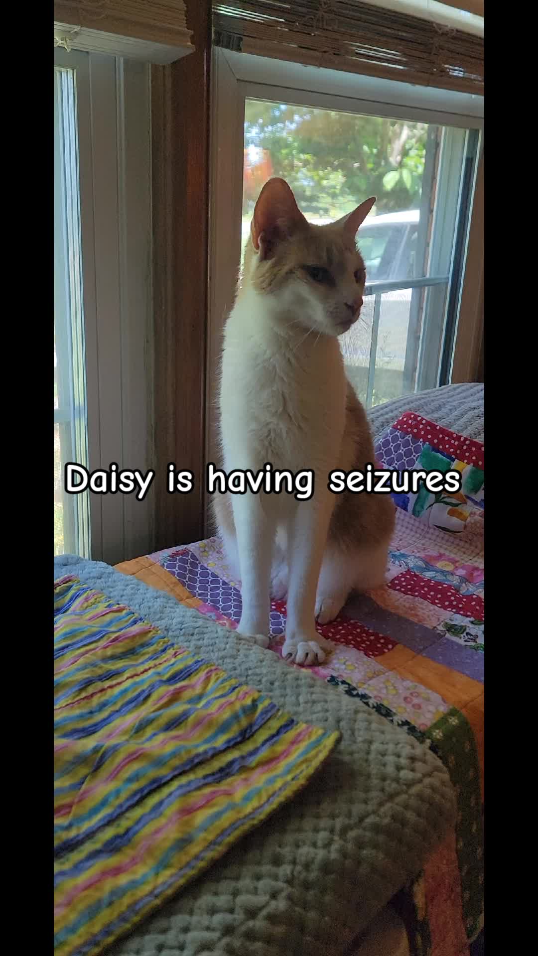 @No More Sad Kitties