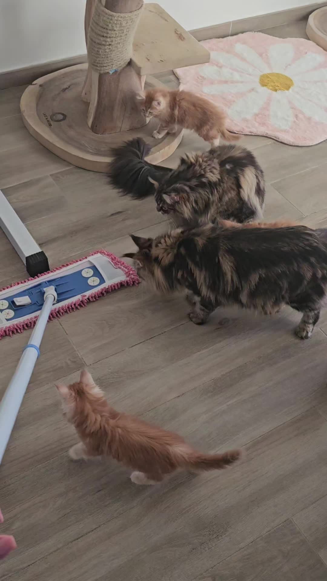 @mainecoonspalace