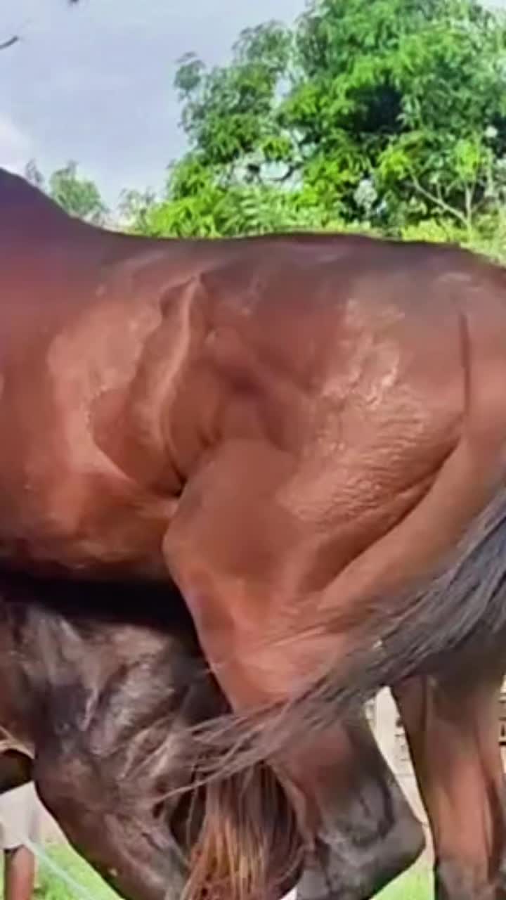 @horsebreeder