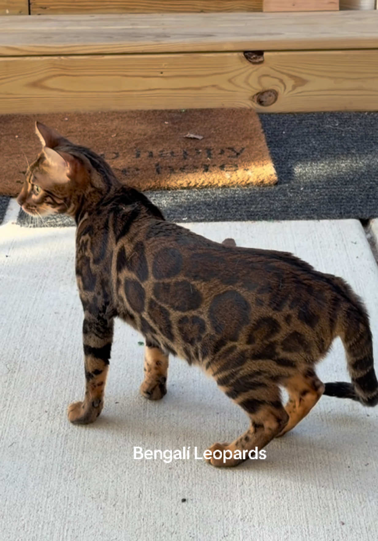 @ＢＥＮＧＡＬ&Iacute;&emsp;ＬＥＯＰＡＲＤＳ
