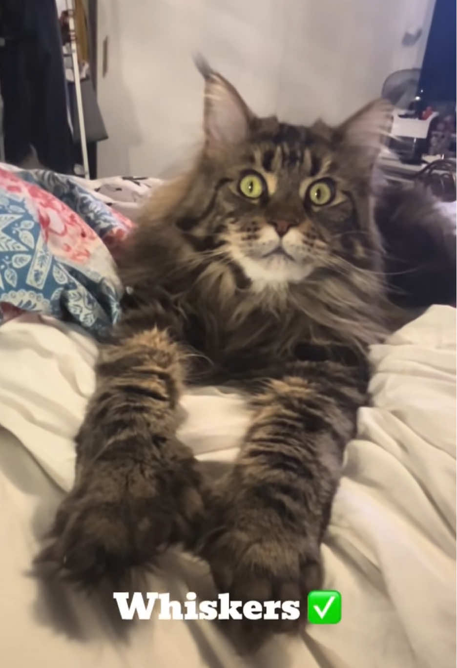 @Grapes the Maine Coon