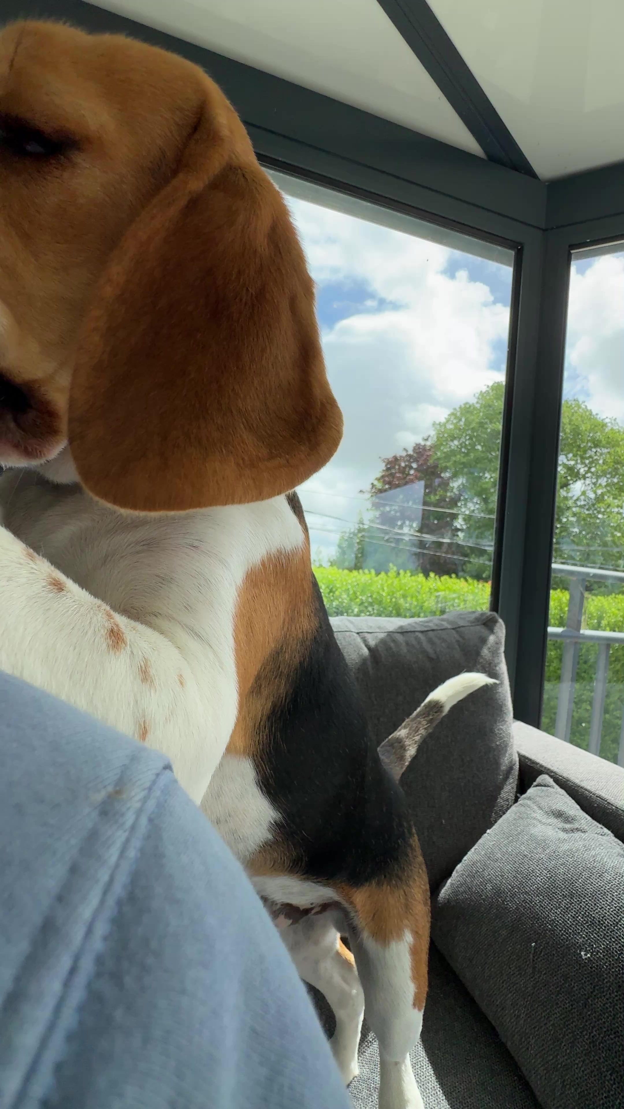 @Asko le Beagle💙