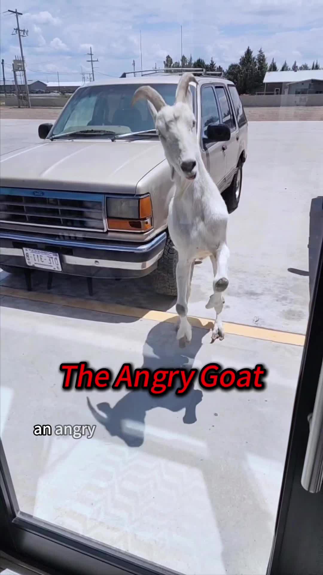 @Kiki_animals22