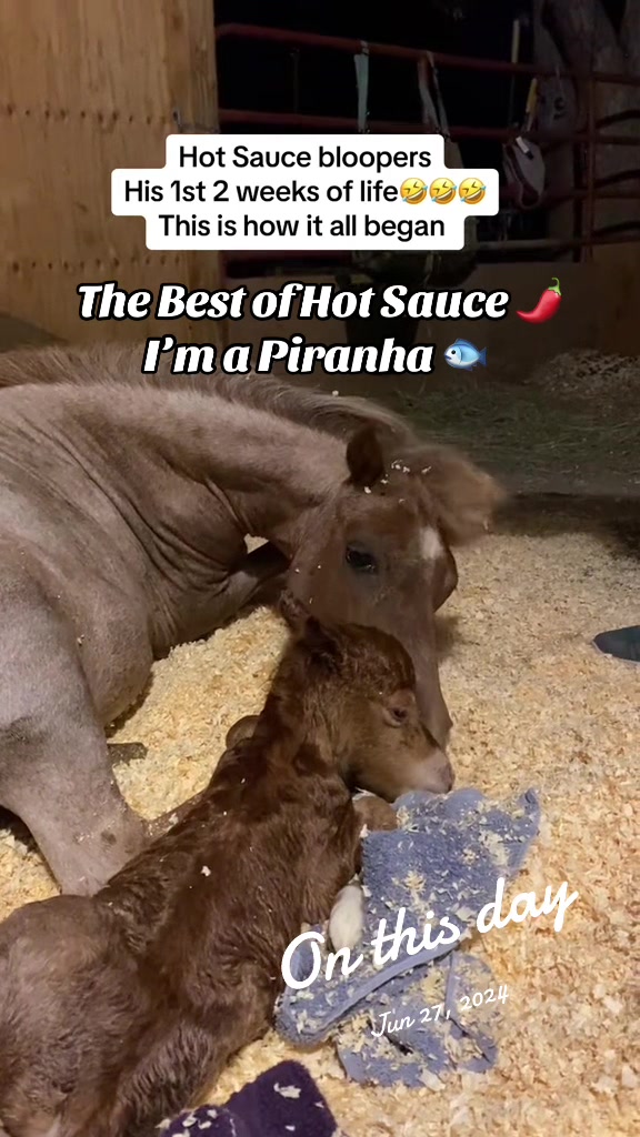 @Hot Sauce the Mini horse 🐎
