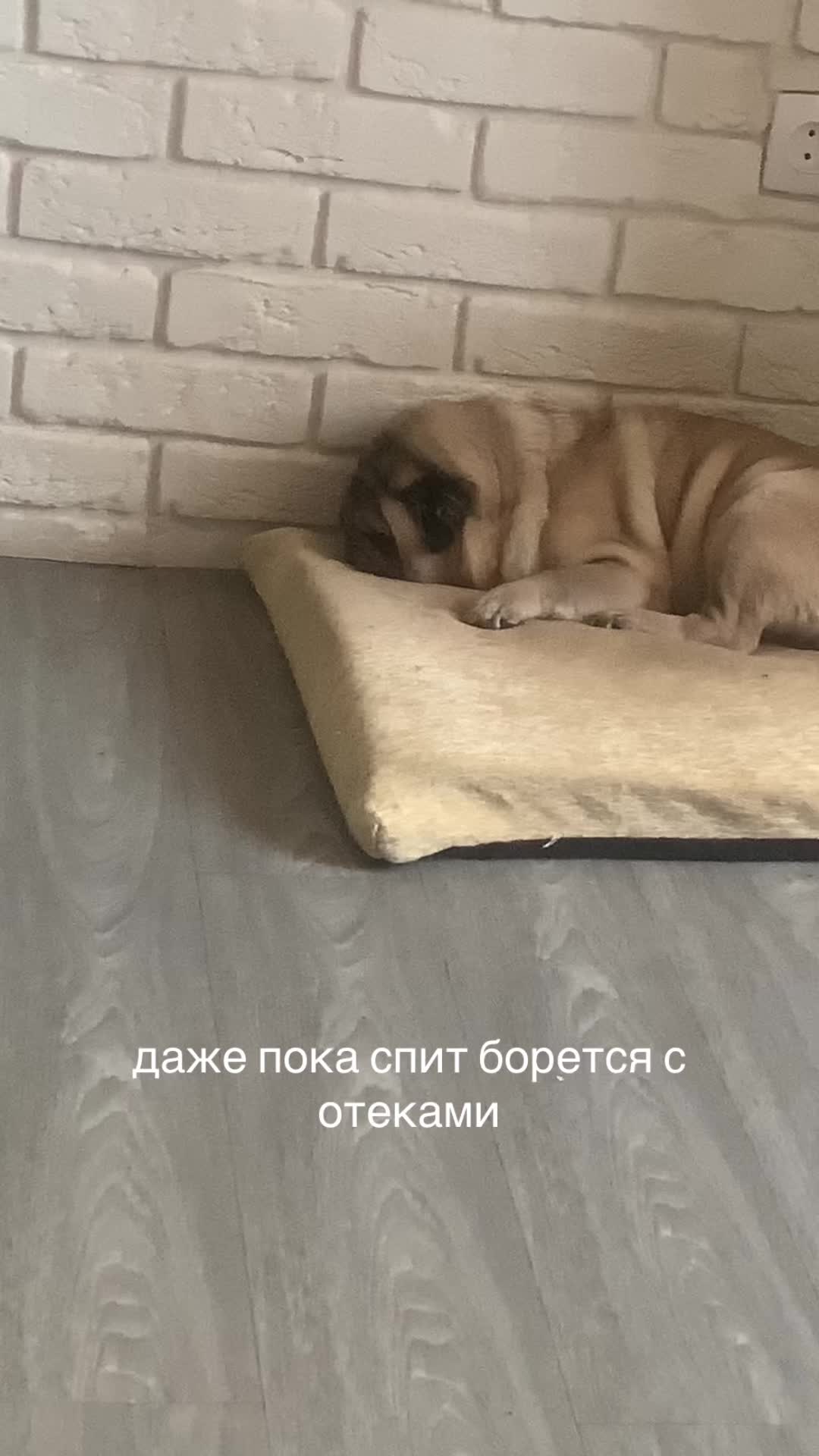 @Тру: ЖоРкА