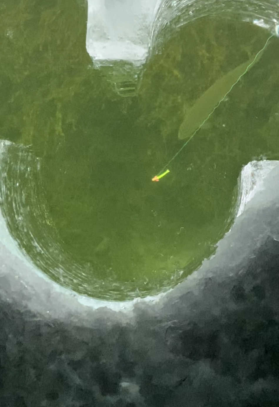 @chadsfishin