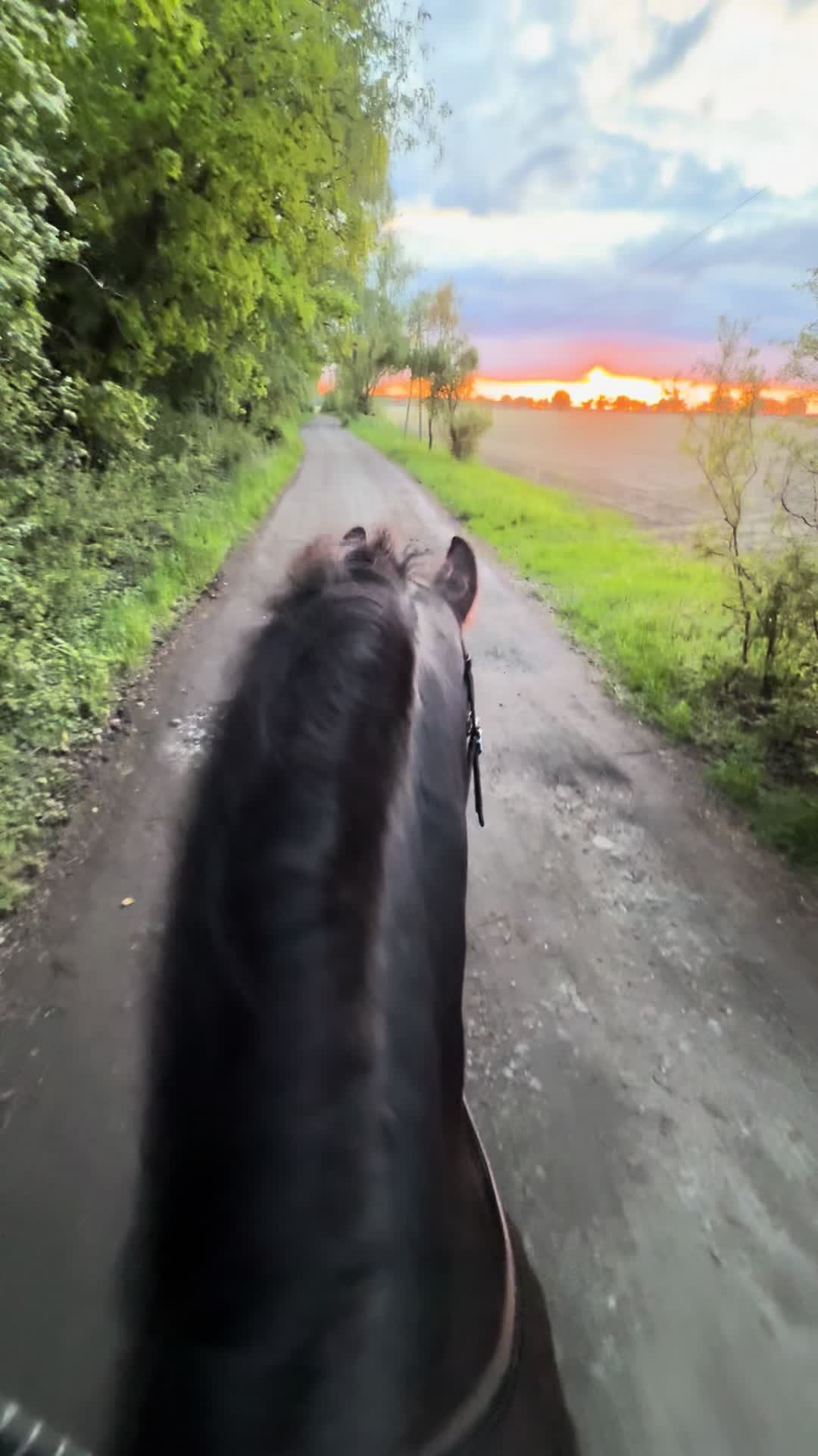 @Horses