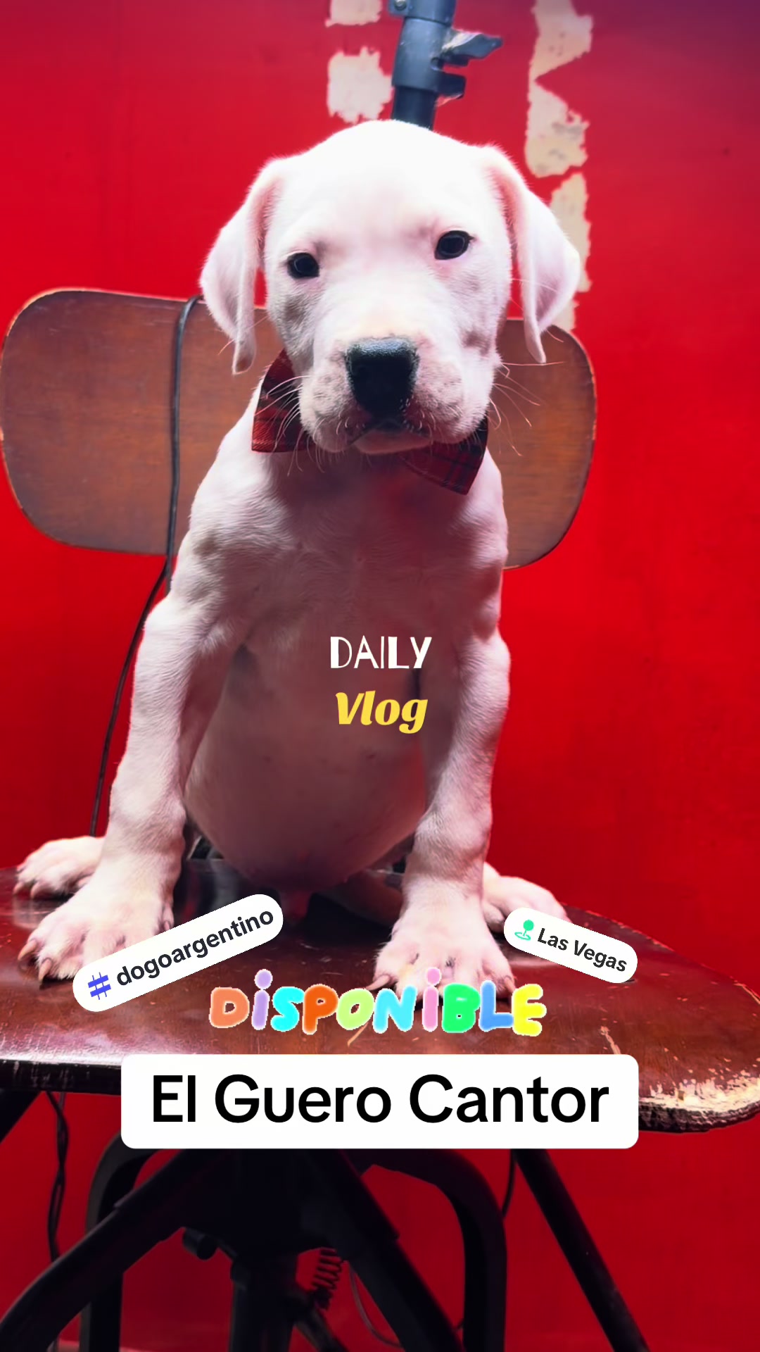 @DragonBallFrenchies
