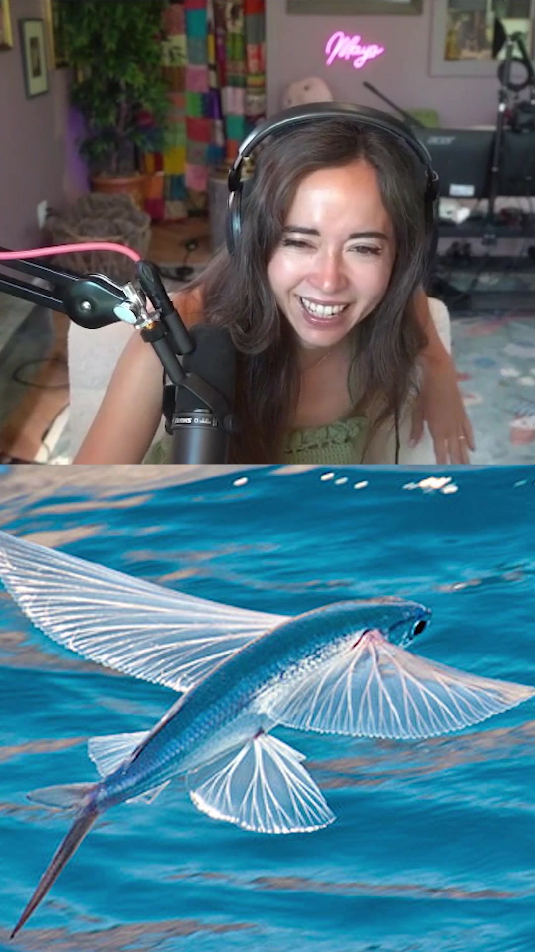 @maya_higa