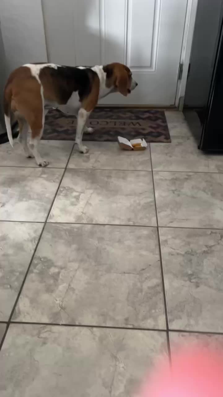 @Adventures of sky the beagle