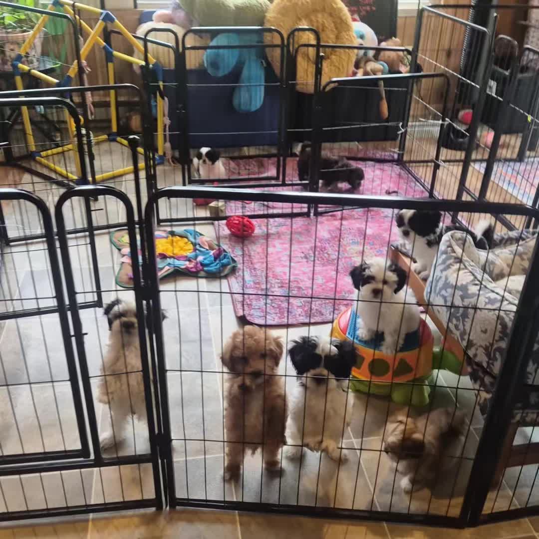 @Barb's Precious Pups