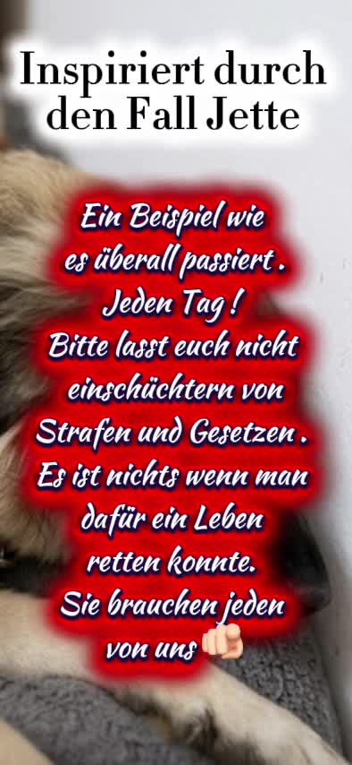 @daxter_the_bulldog