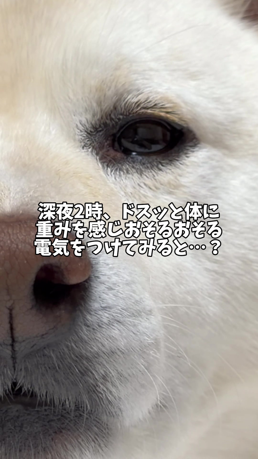 @白柴犬はる🌸