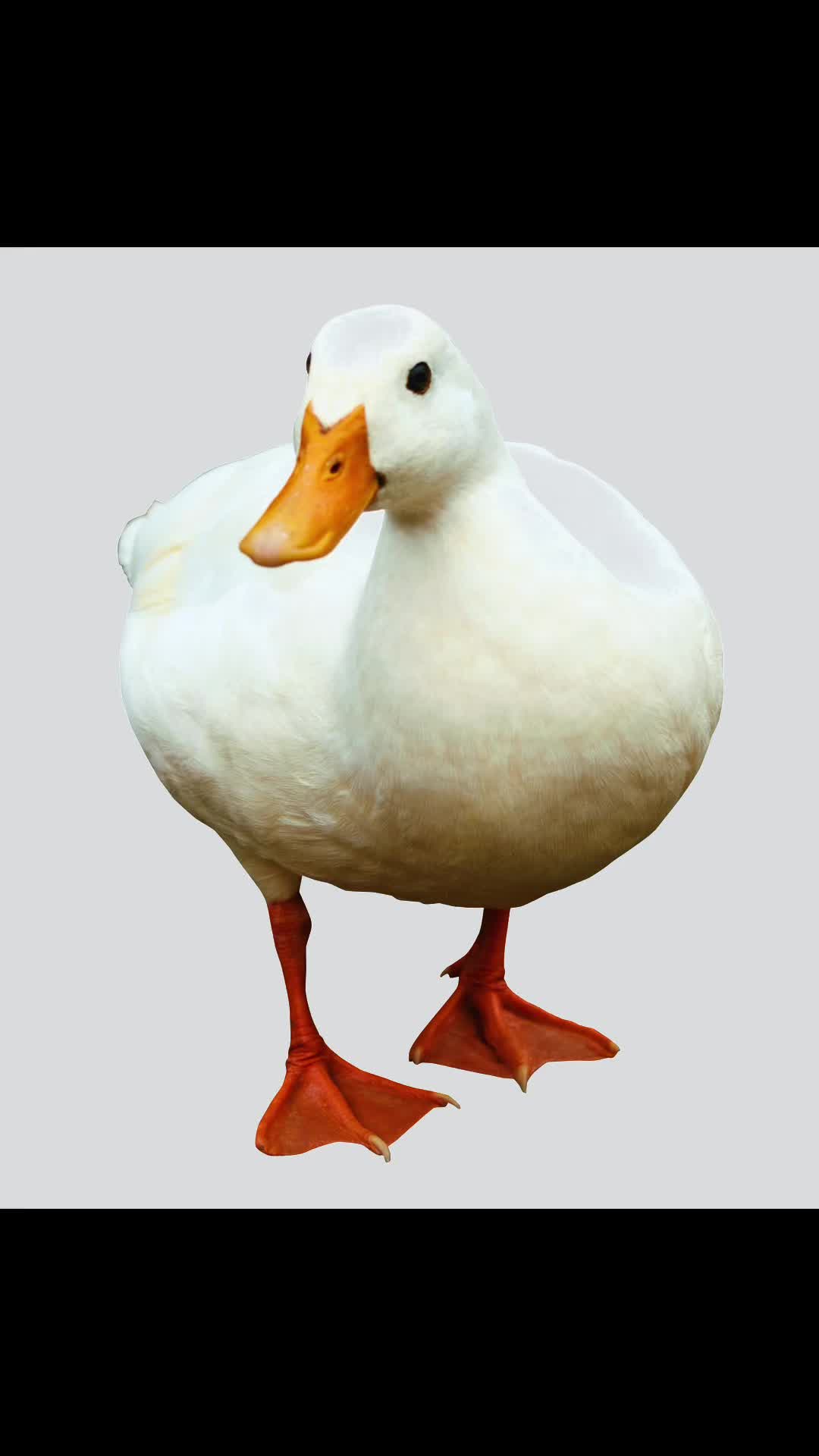 @Sir Quackington