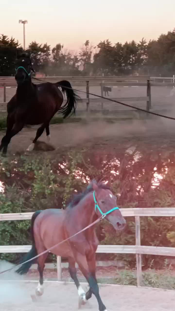 @GypsyHorse