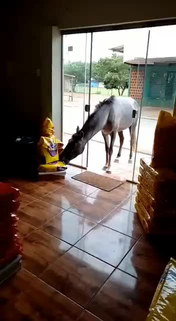@Horses TikTok