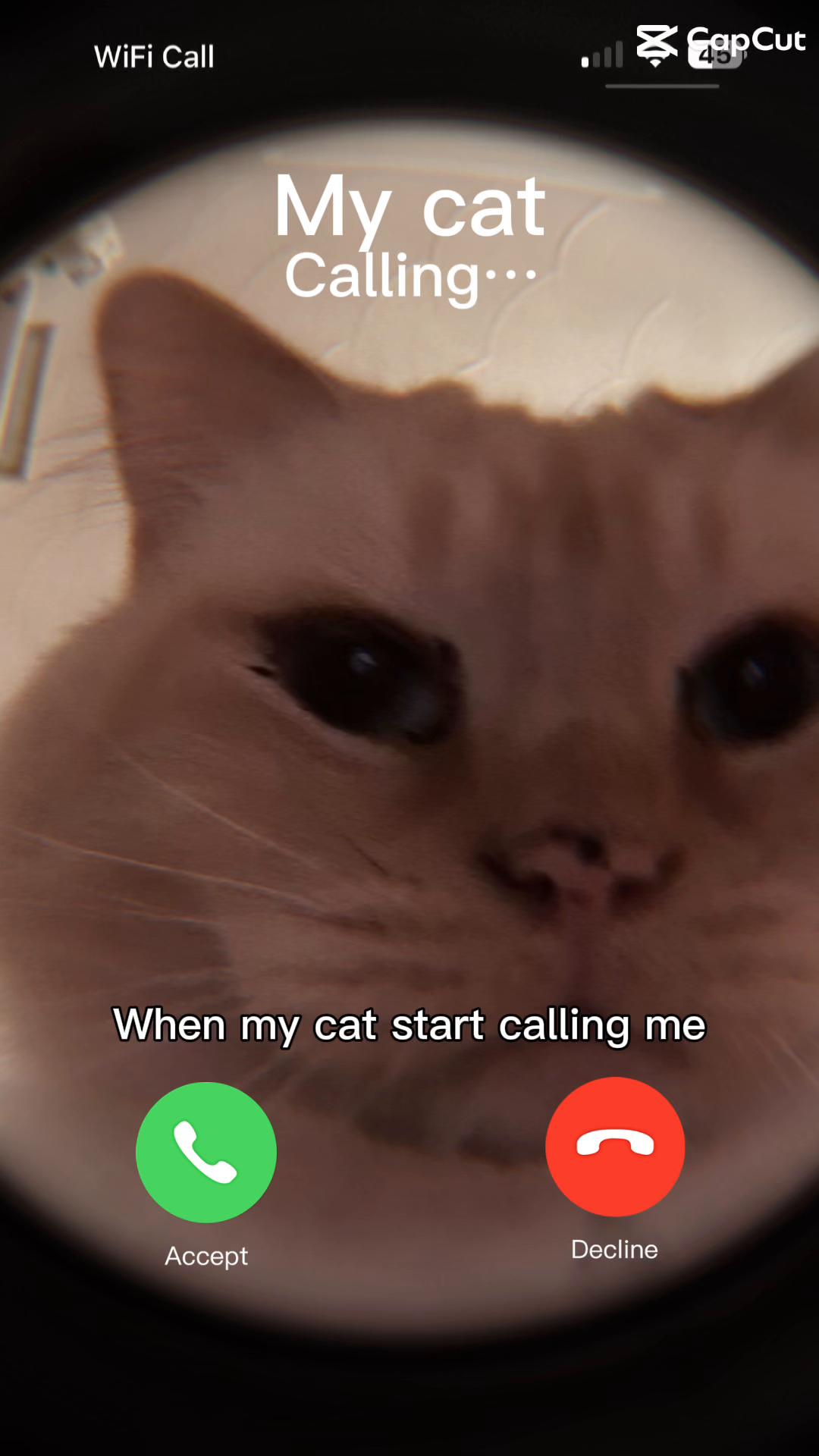 @Petlover1001