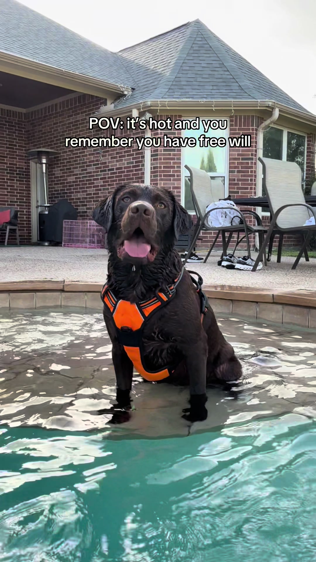 @Bruno Chocolate Lab