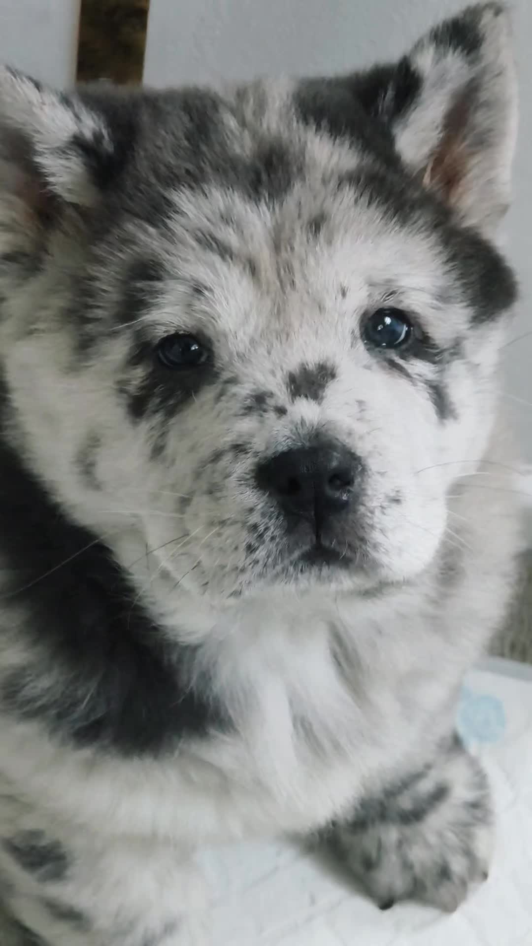 @Tank The Chow Chow