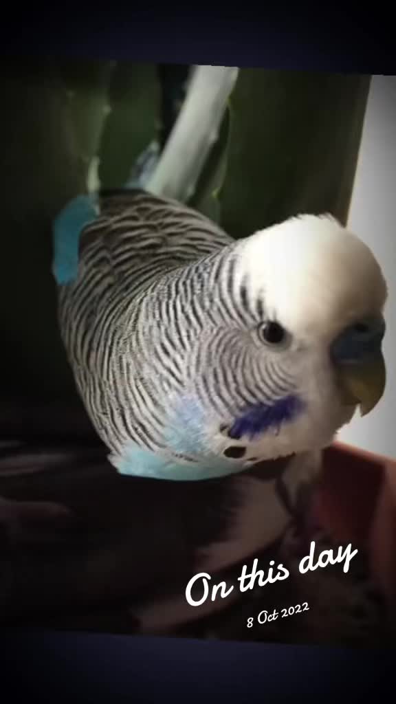 @Blu_the_budgie 🇹🇹