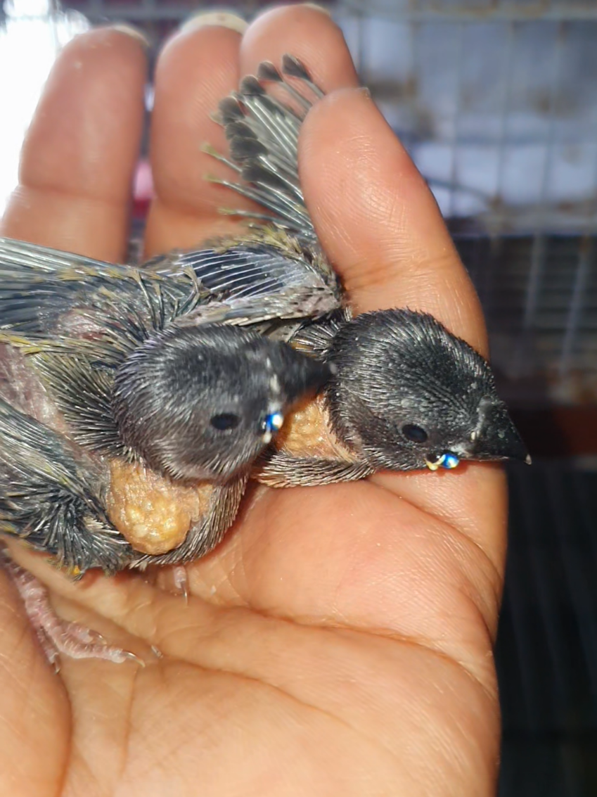 @B for birds