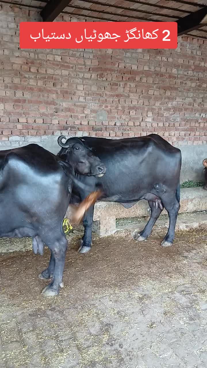 @Farming and Business Ideas