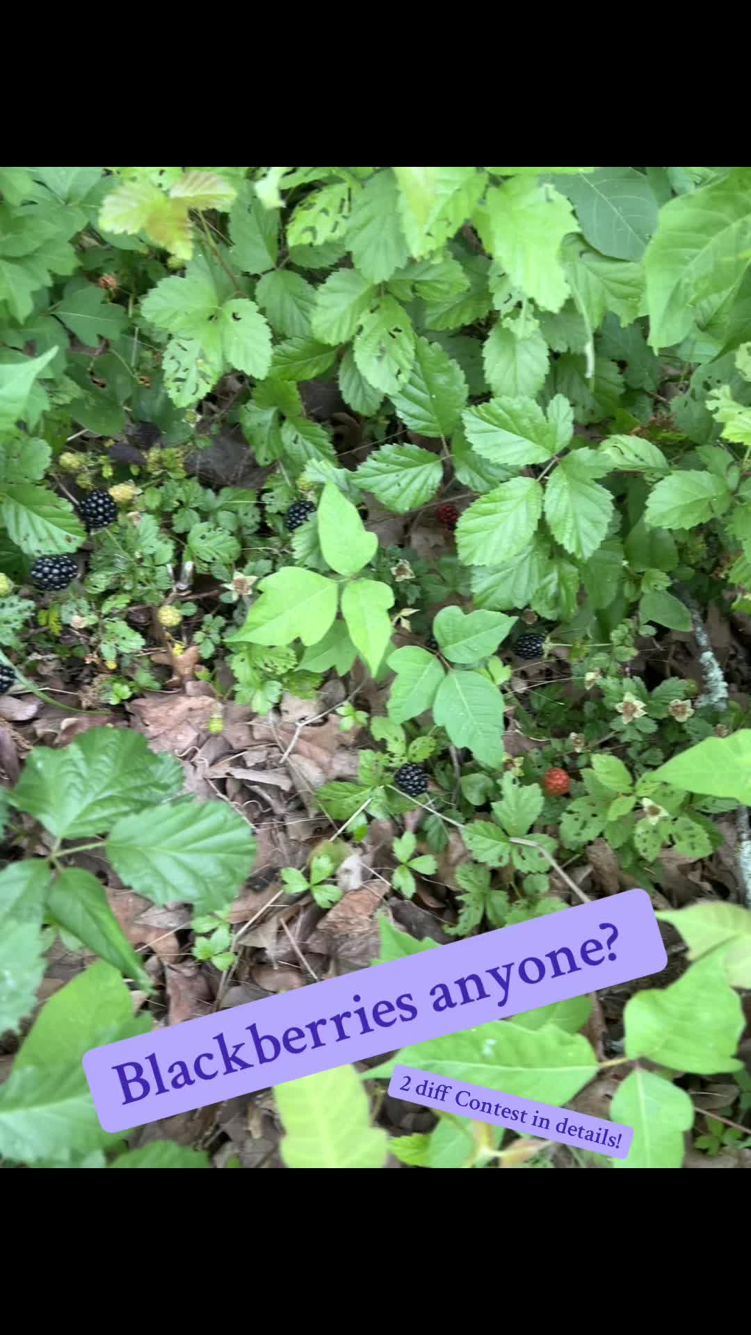 @High Maintenance Botanist