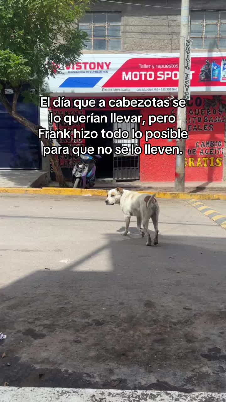 @Cabezotas 🐶
