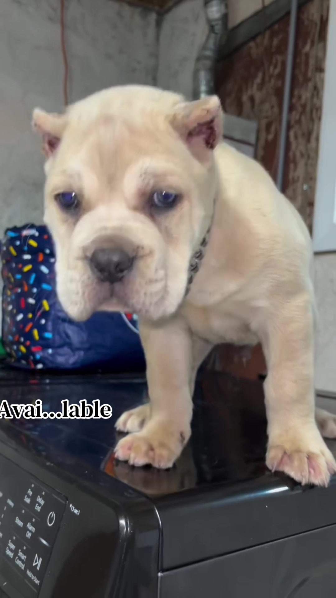 @Andrew cane corso