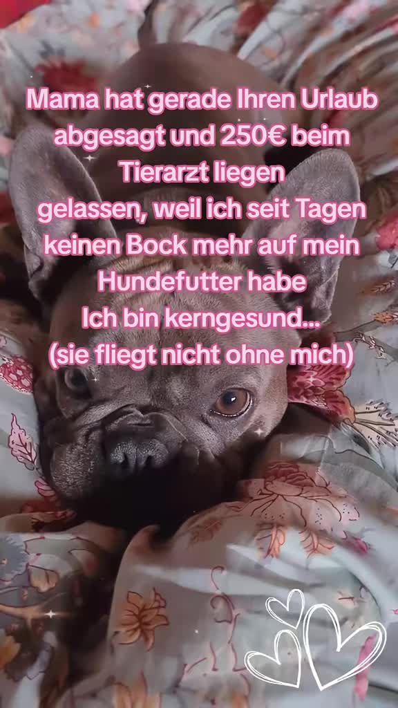 @FrenchieFrieda