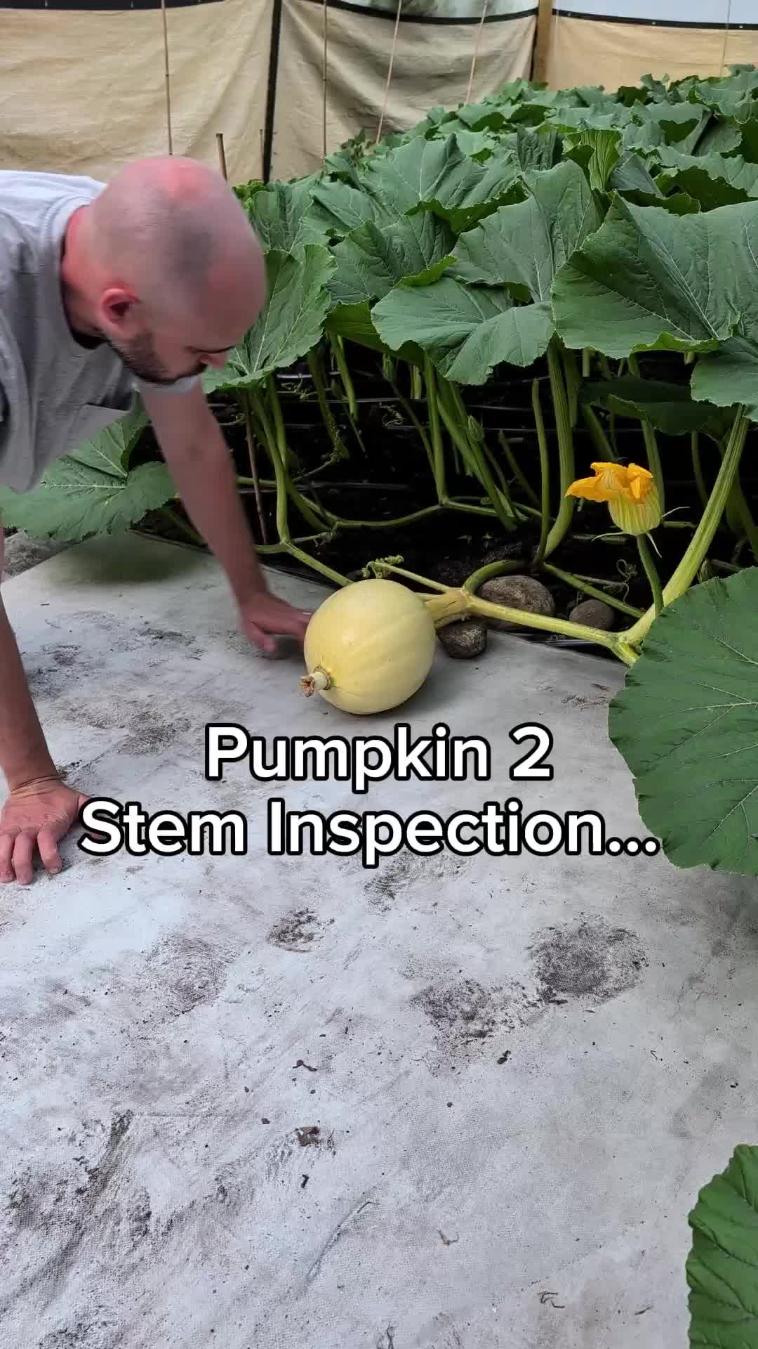 @bigpumpki