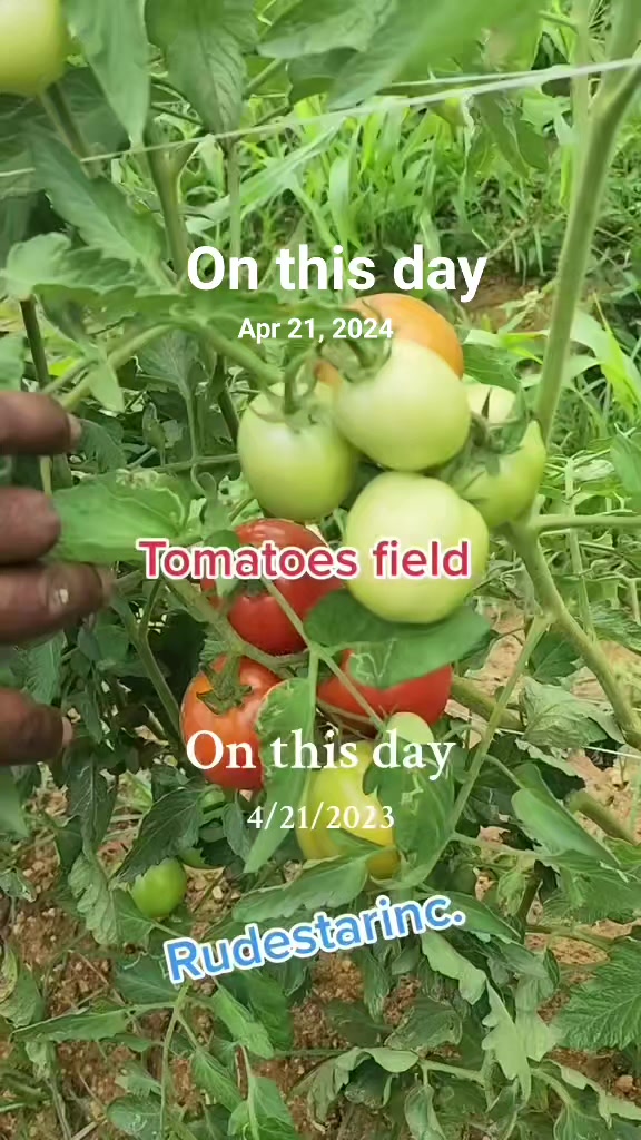 @Rudestarinc.