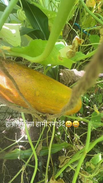 @userbaralpaudel