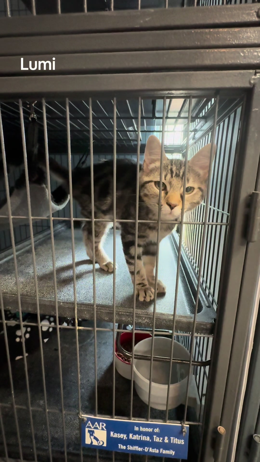 @AbandonedAnimalRescue