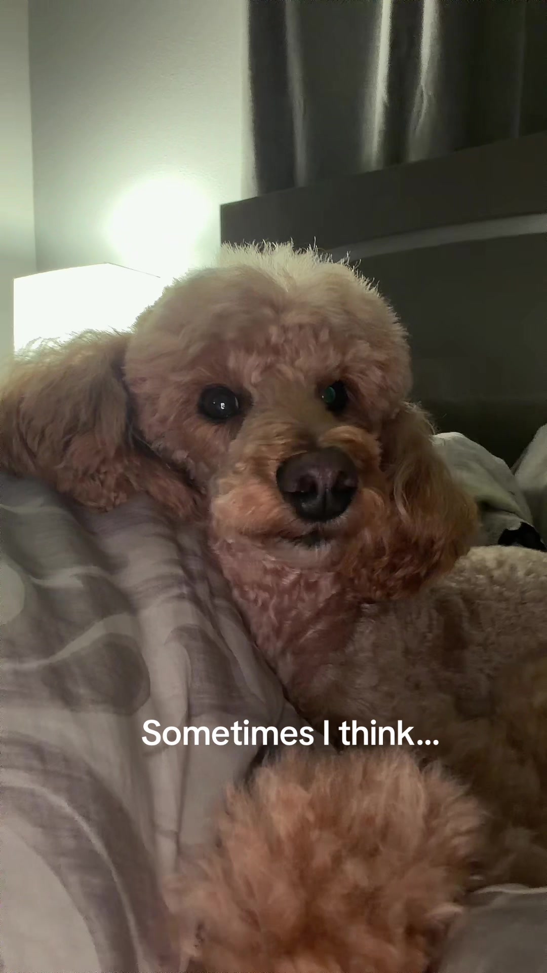 @NikoThePoodle