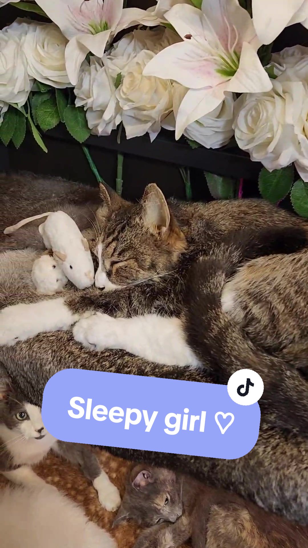@May Jackalope Taxidermy 🇨🇦