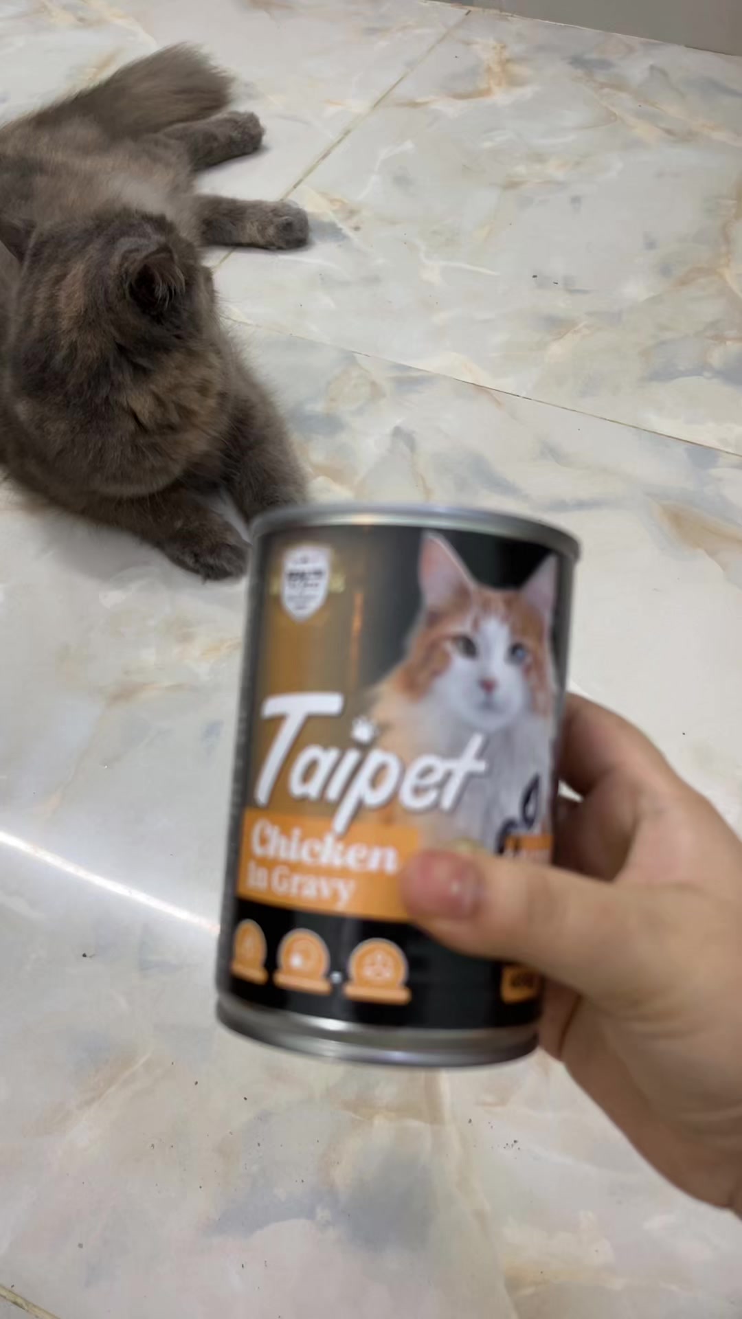 @🐇🐰elma... nohayet 🐈😸