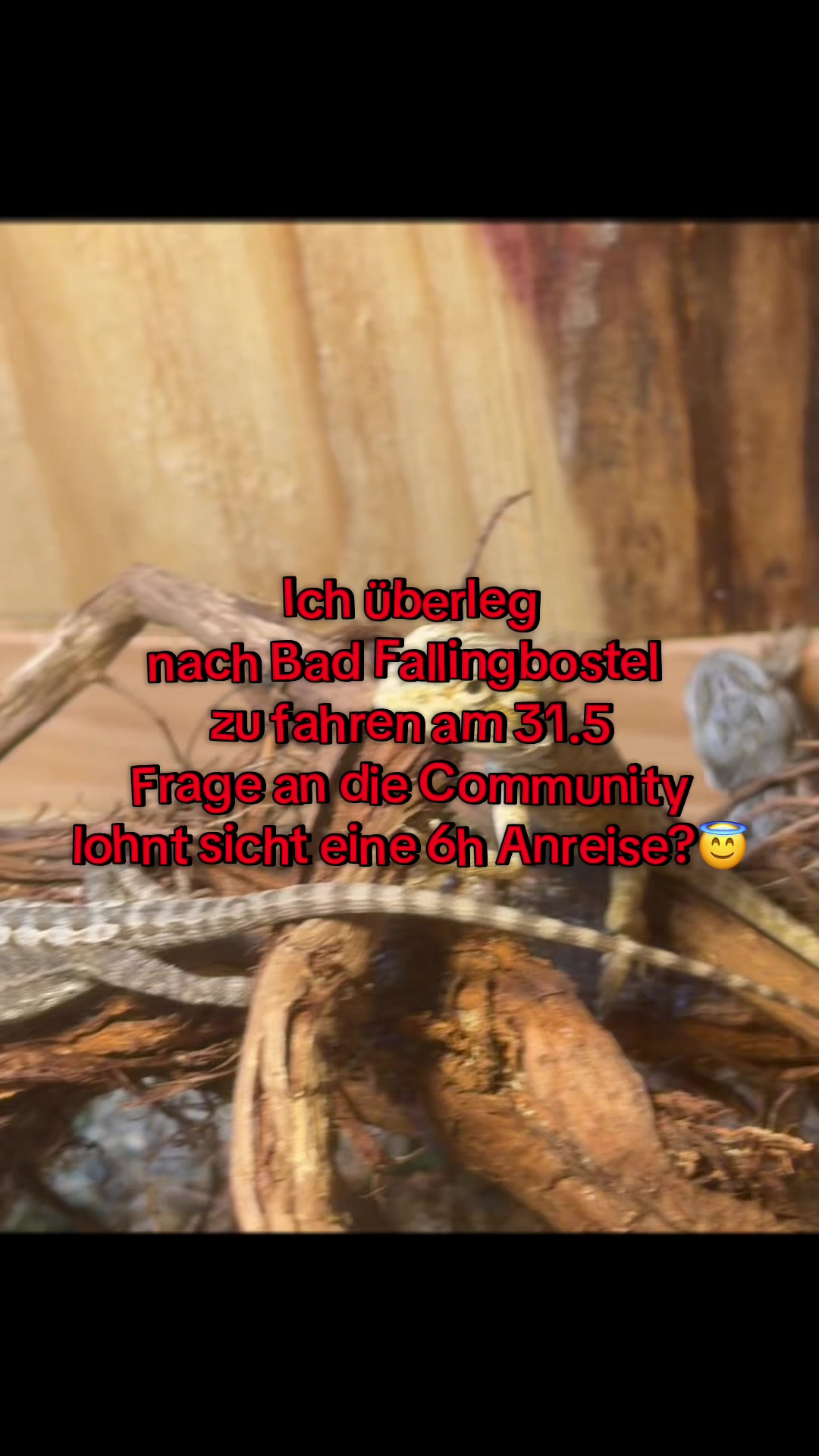 @jurassiczoo