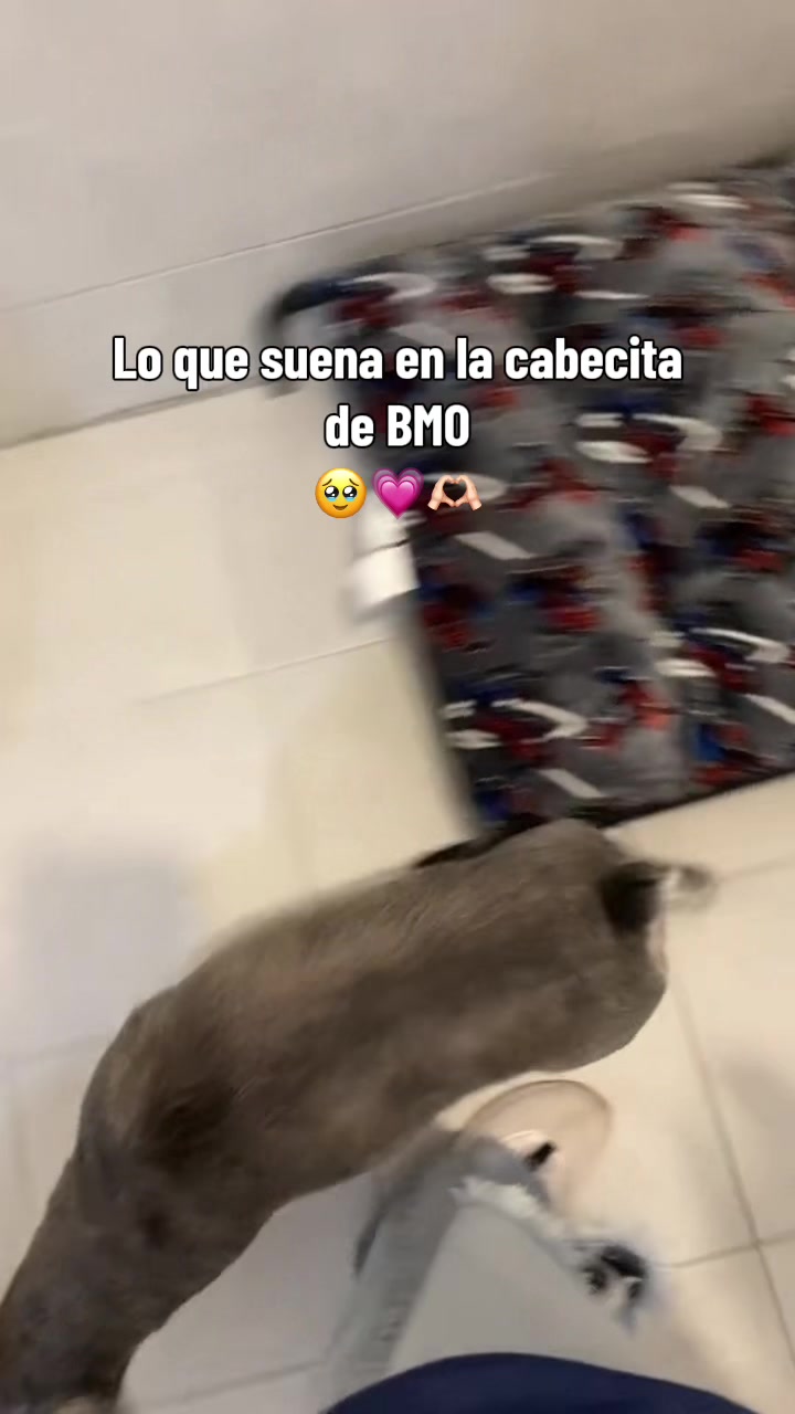 @🐶Yakabull🐱