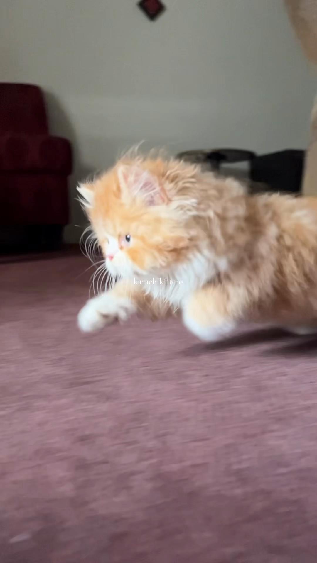 @karachikittens