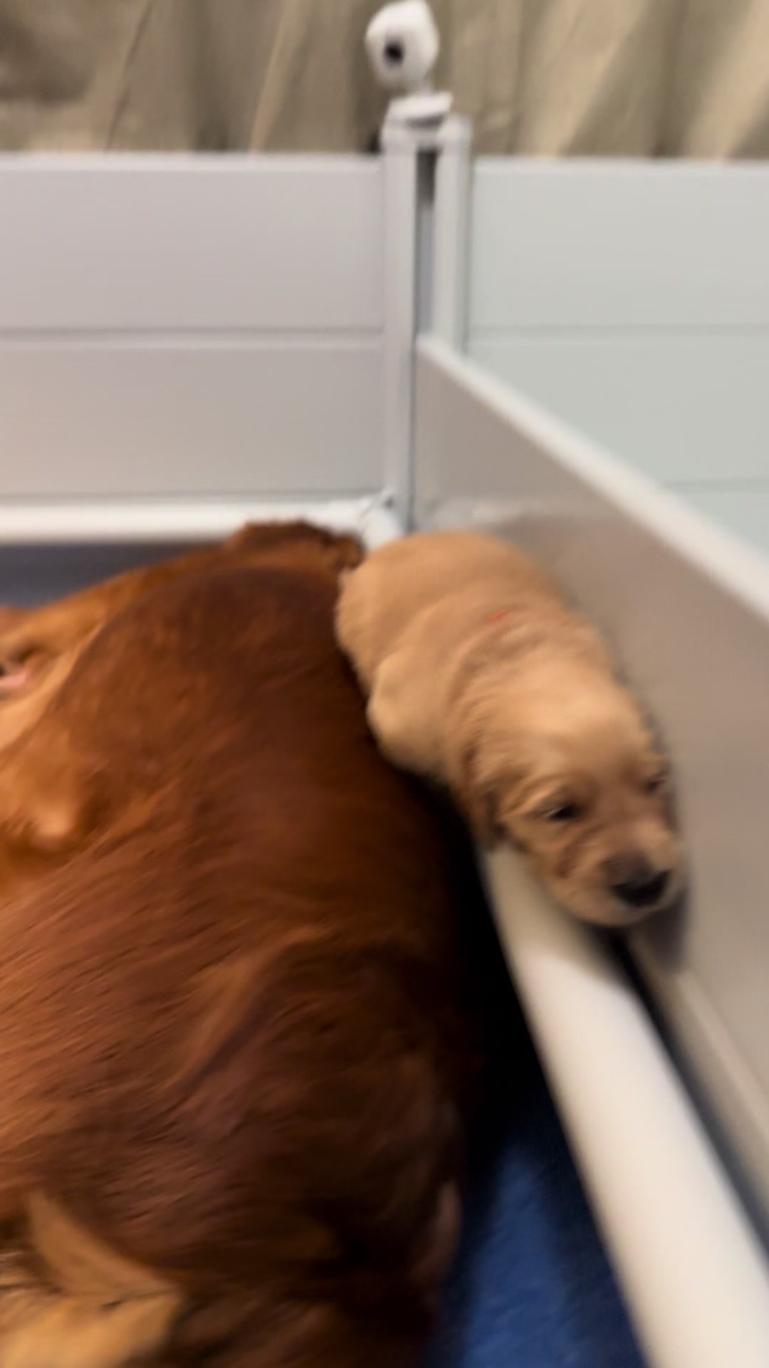 @Sages Goldens