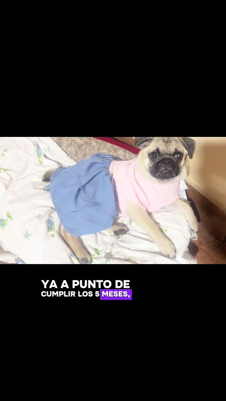 @Babypug